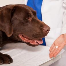 La Real Sociedad Canina de España se une en bloque con los veterinarios frente al nuevo  sistema de control de antibióticos